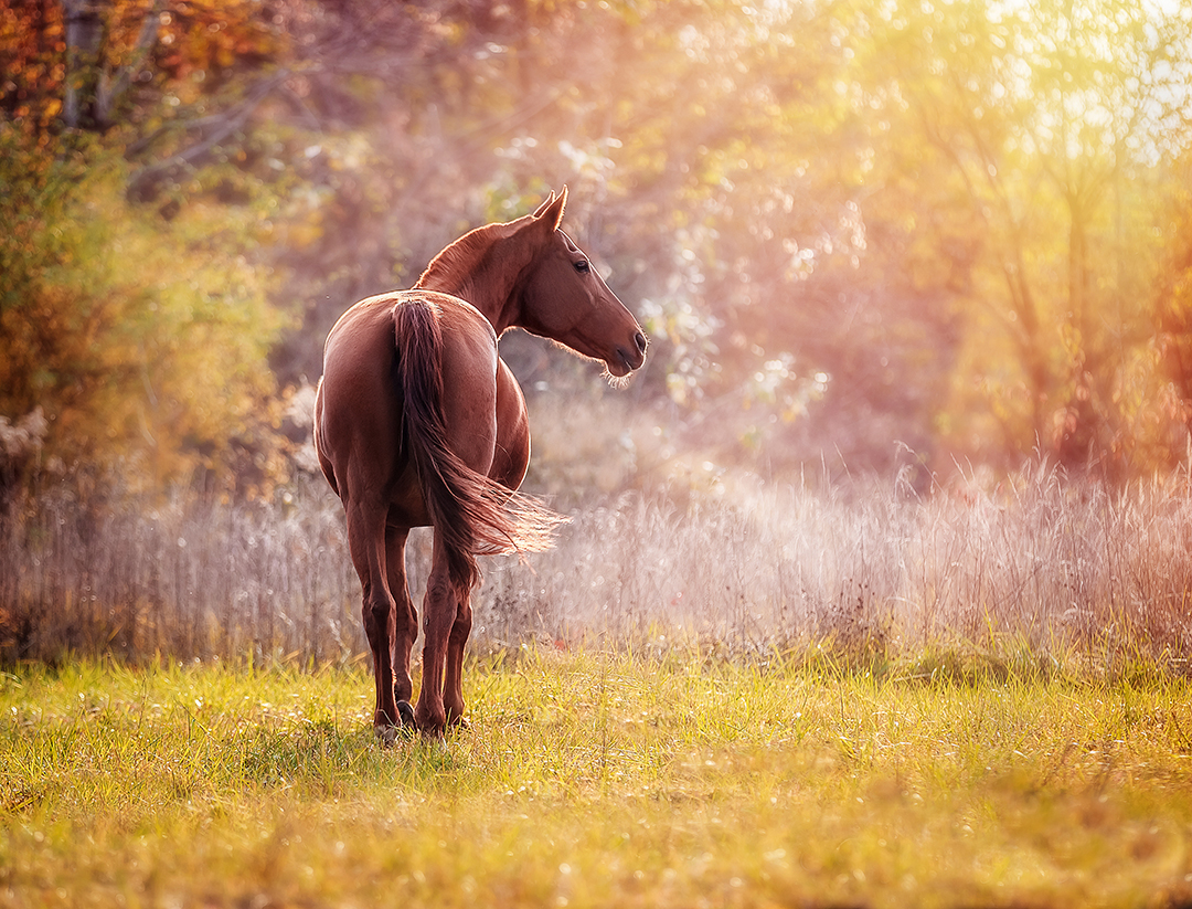 Beautiful red horse on the background of fabulous autumn foliage